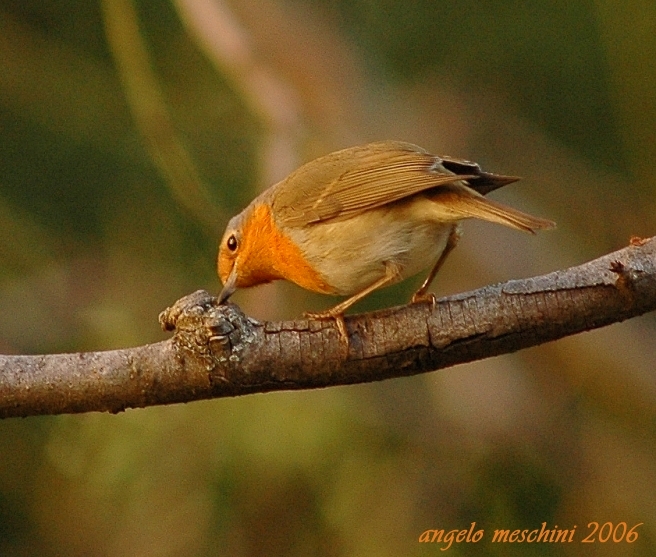 Pettirosso Erithacus rubecula. frames.